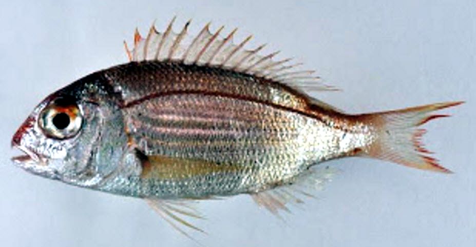 Dentex dentex_03.jpg